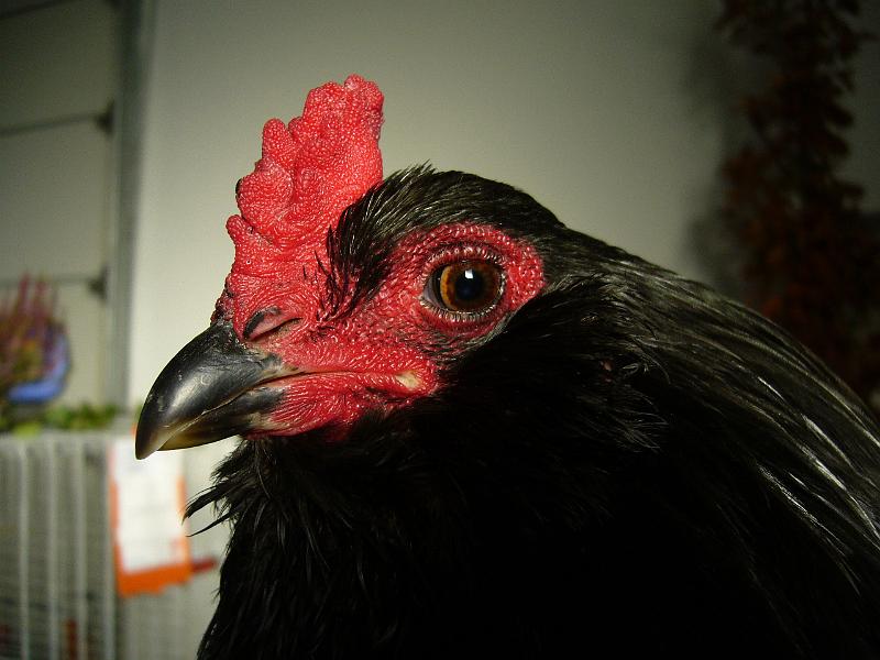 Delbrueck 2008 066.jpg - Araucana schwarz von Franz Egon Christiansmeier Preis HV 96 JB